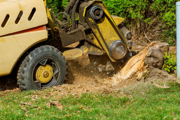 Best Tree Disease Treatment  in Amesti, CA